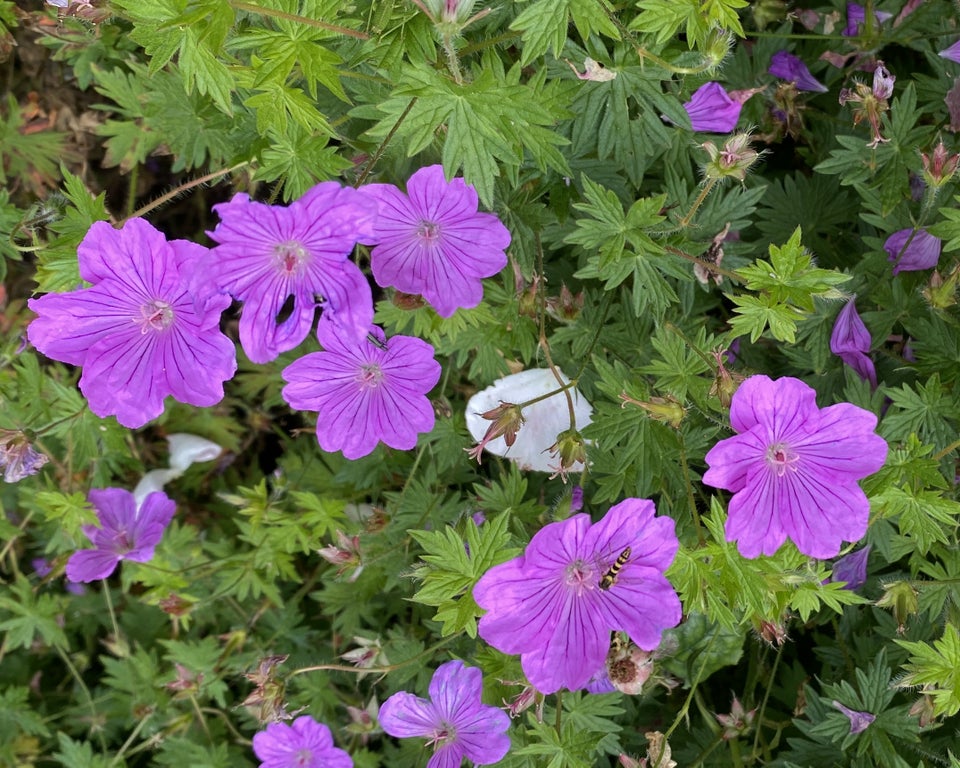 Geranium Tiny Monster , Storkenæb