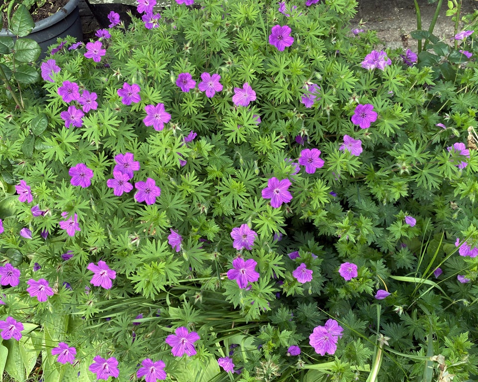 Geranium Tiny Monster , Storkenæb