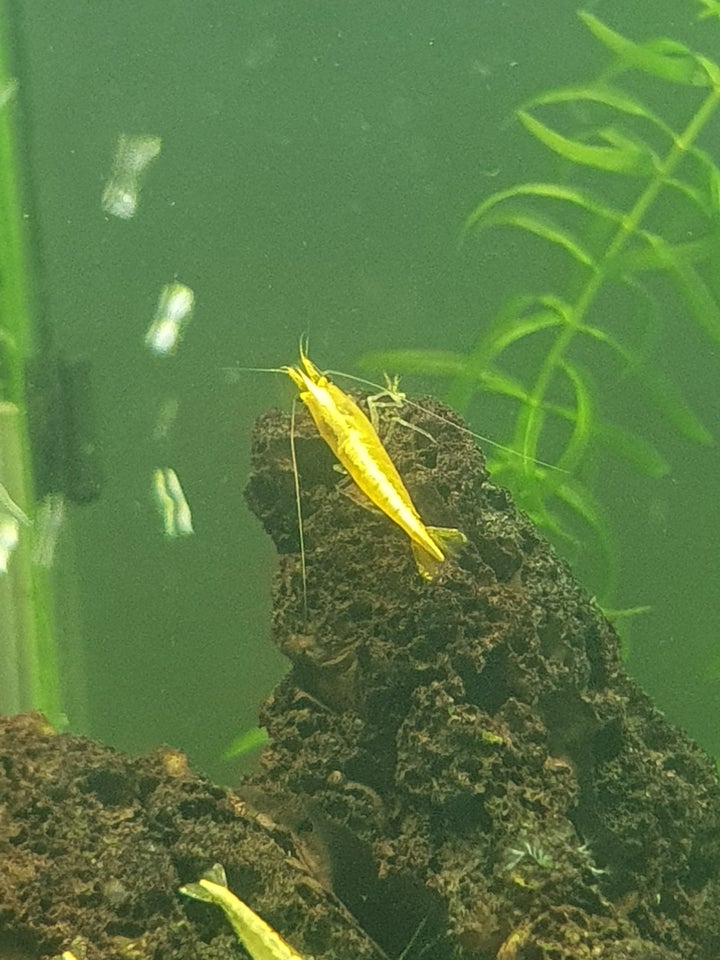 Gule rejer neocaridina Yellow Fire