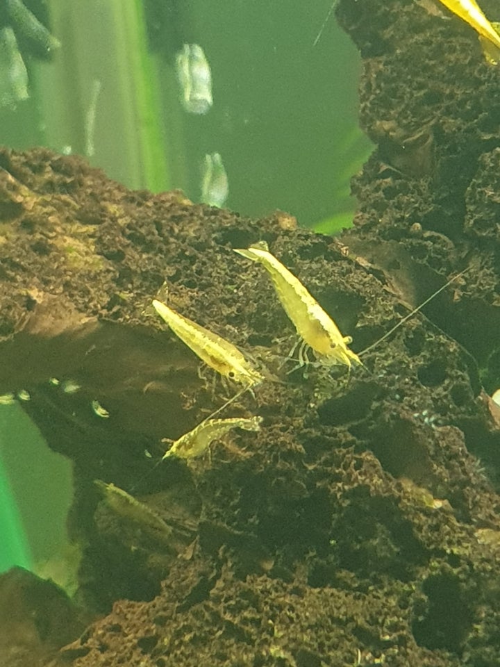 Gule rejer neocaridina Yellow Fire