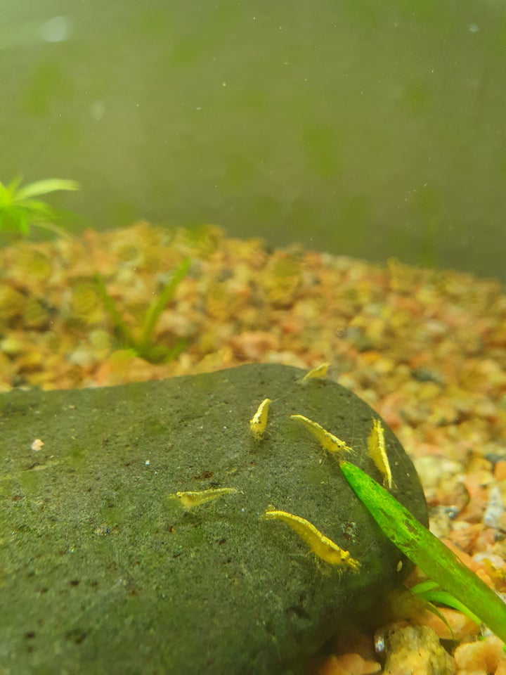 Gule rejer neocaridina Yellow Fire