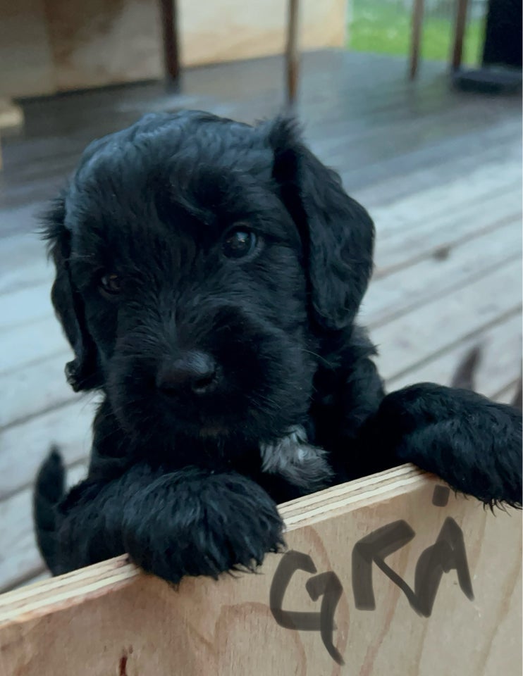 Labradoodle hvalpe 5 uger