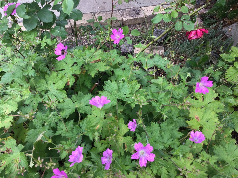 Stauder Geranium Storkenæb