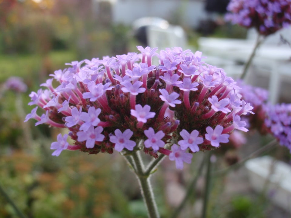 Stauder, Verbena bonariensis