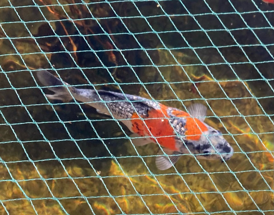 Koi karper