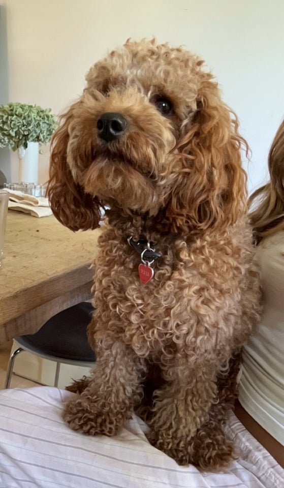 Cavapoo hund 2 år