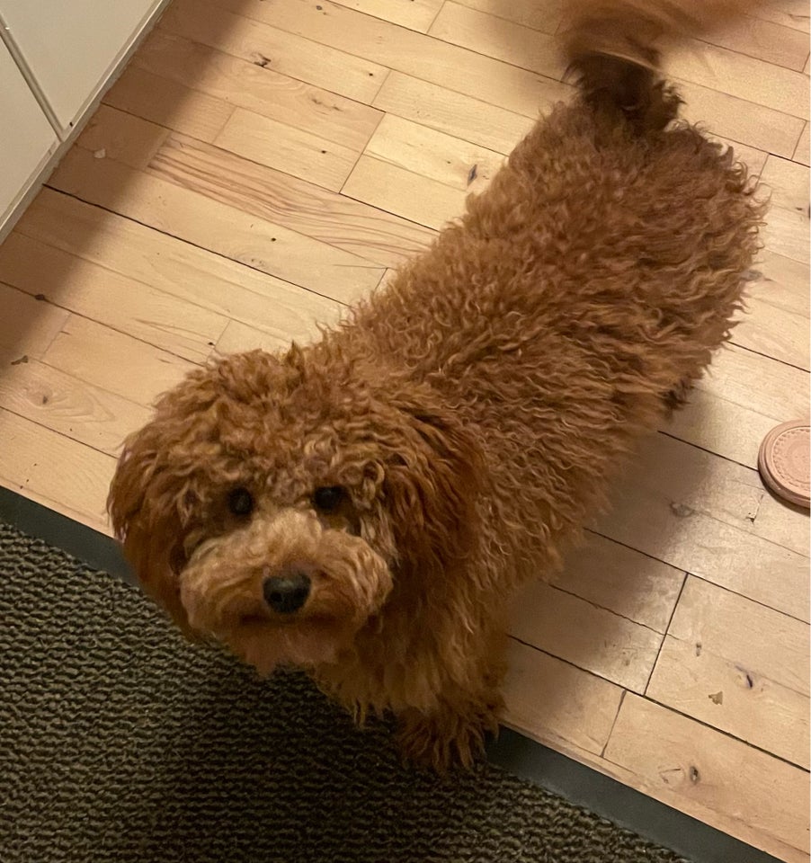 Cavapoo hund 2 år