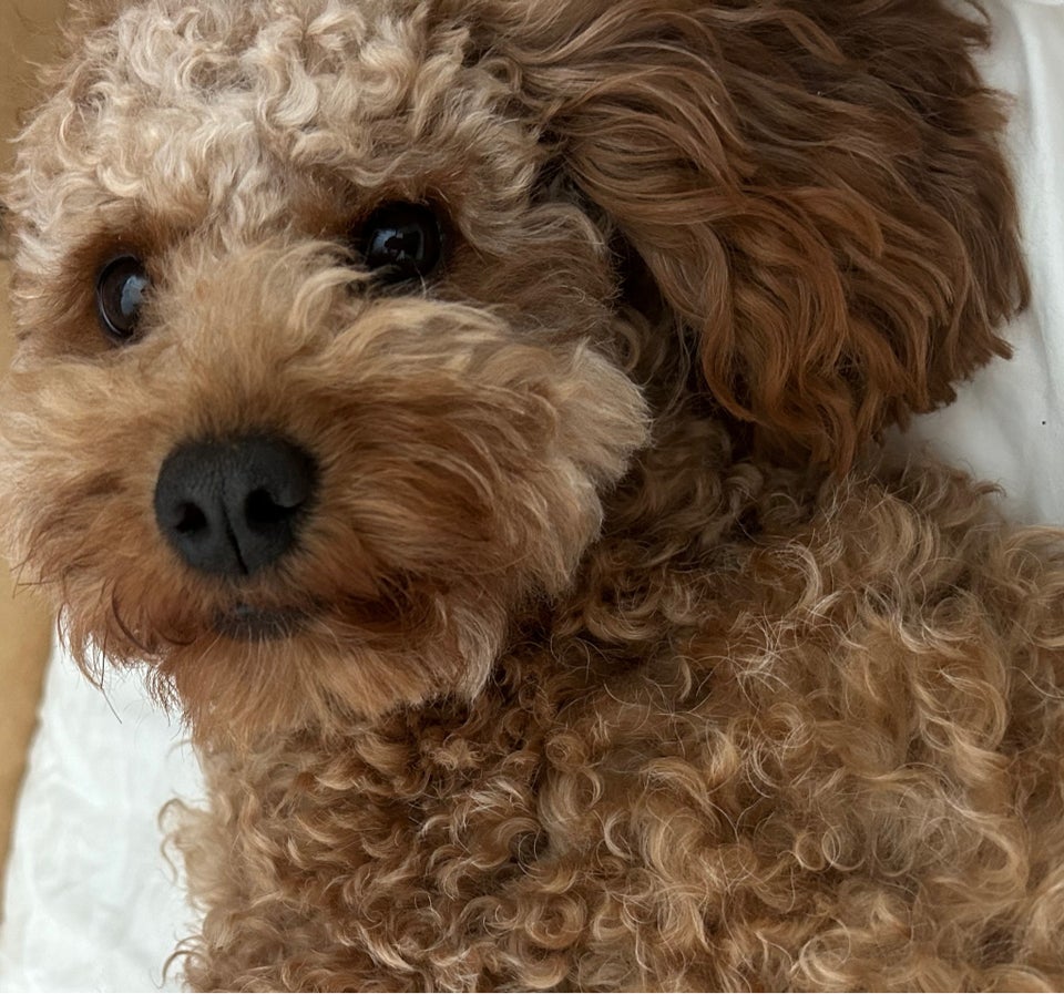 Cavapoo hund 2 år