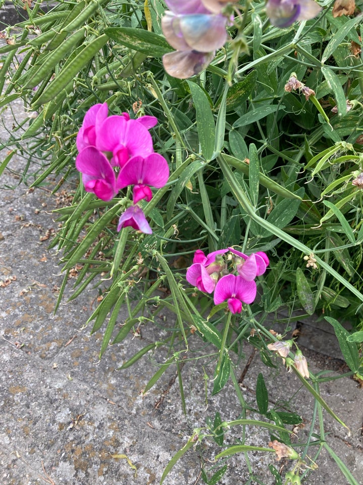 Blomsterfrø Ærteblomst