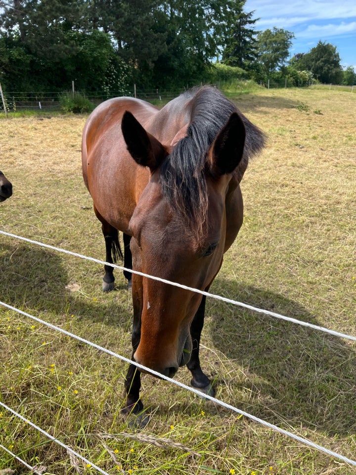 Traver, hoppe, 8 år