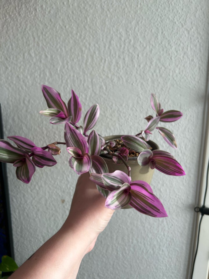 Tradescantia Nanouk