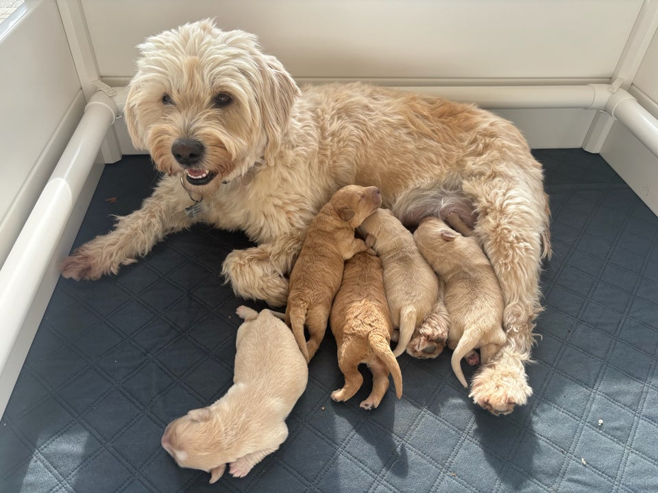 Blanding af labradoodle og