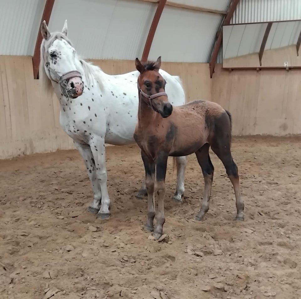 Knabstrupper, hingst, 0 år