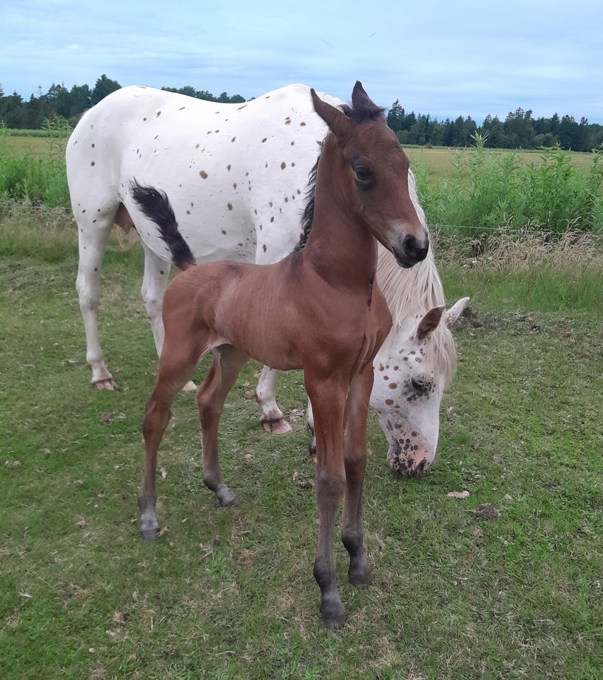 Knabstrupper, hingst, 0 år