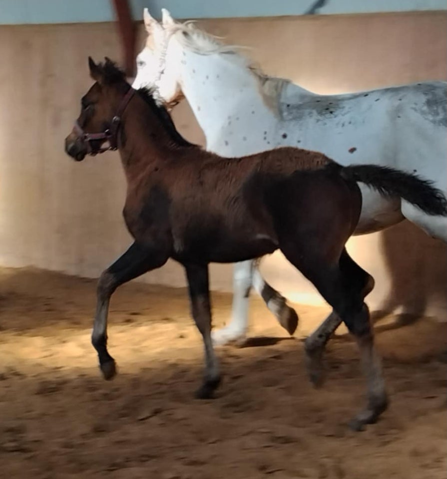 Knabstrupper, hingst, 0 år