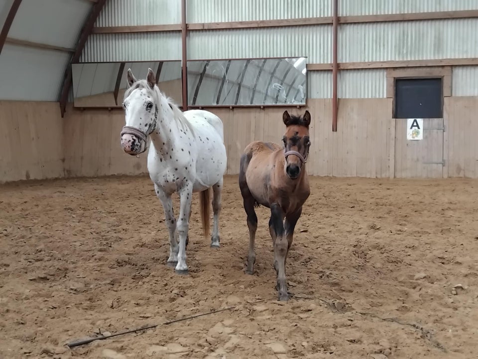 Knabstrupper, hingst, 0 år