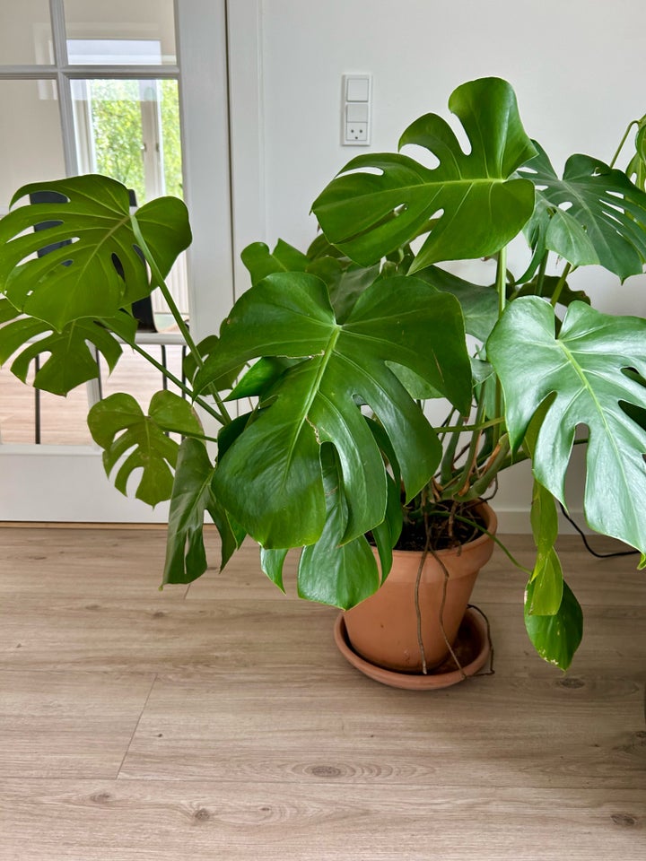 Stueplante Monstera