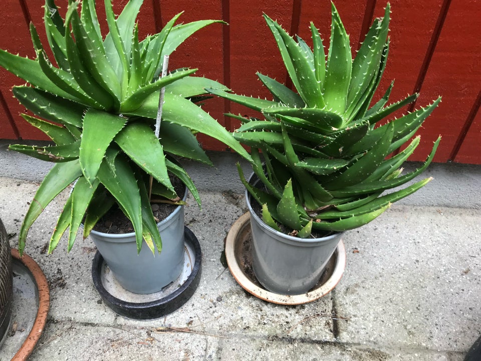 Sukkulent Aloe