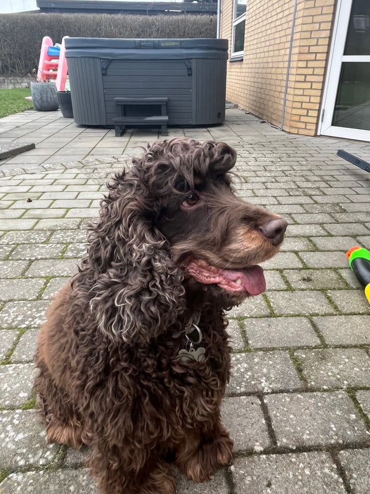 Engelsk Cocker Spaniel, hund, 7 år