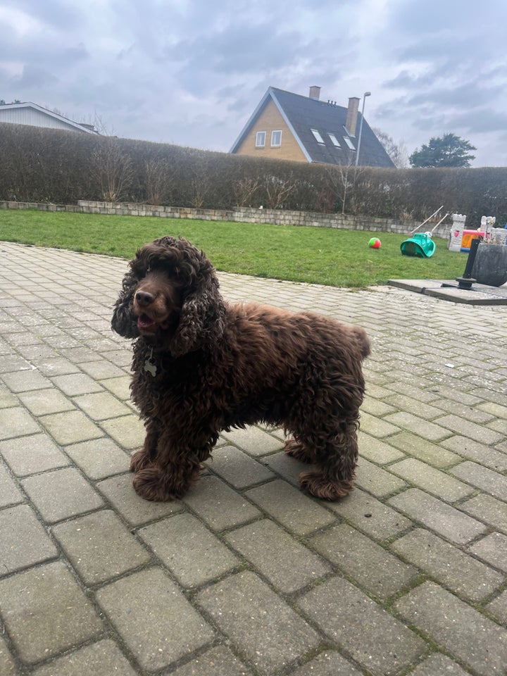 Engelsk Cocker Spaniel, hund, 7 år