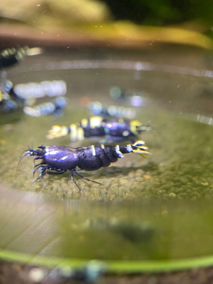 Caridina Purple Metallic