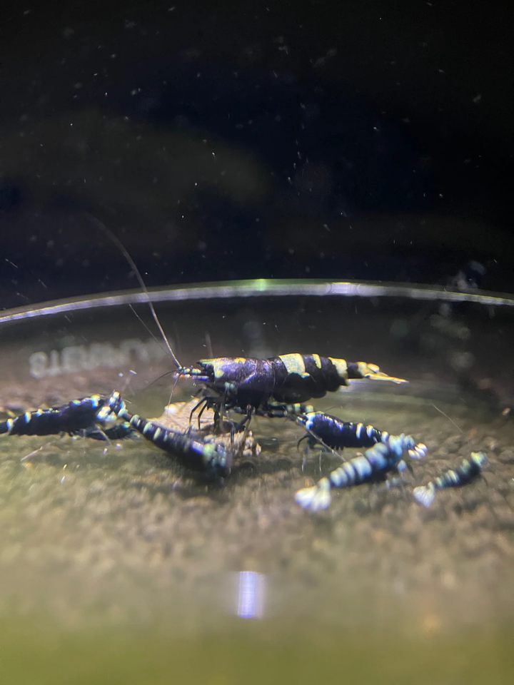 Caridina Purple Metallic