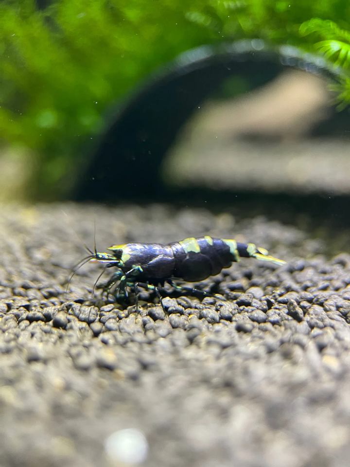 Caridina Purple Metallic