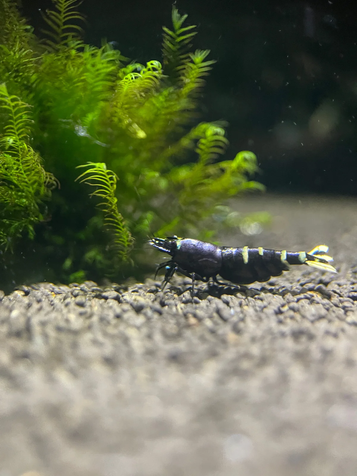 Caridina Purple Metallic