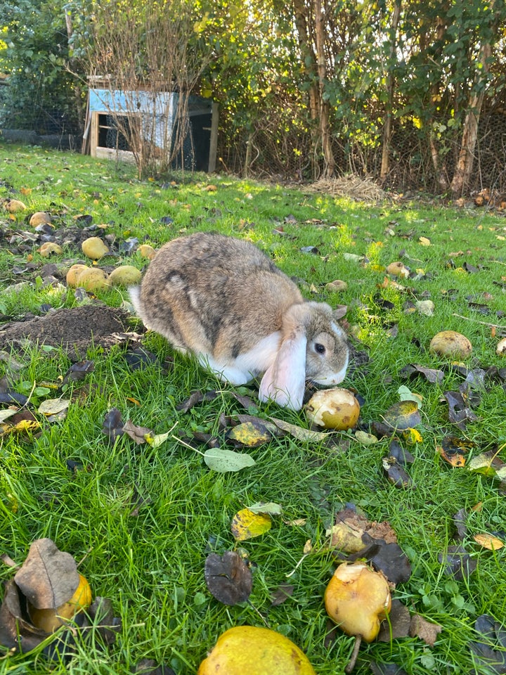 Kanin, Fransk vædder, 0 år