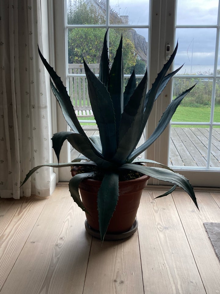 Agave, Agave Americana