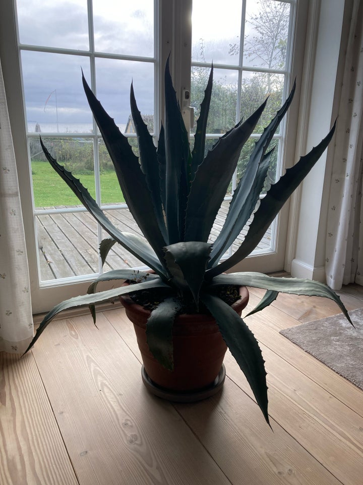 Agave, Agave Americana