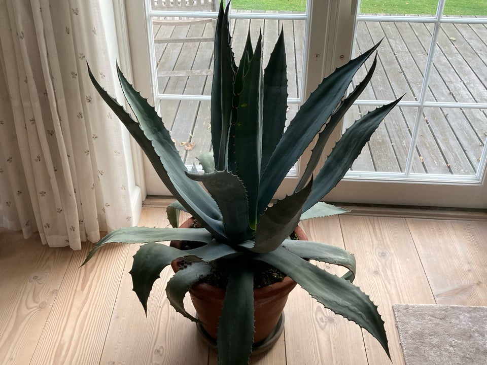 Agave, Agave Americana