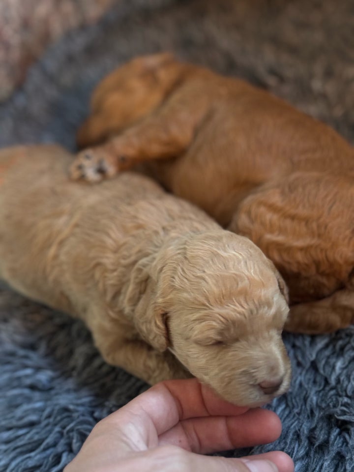 Goldendoodle hvalpe 2 uger