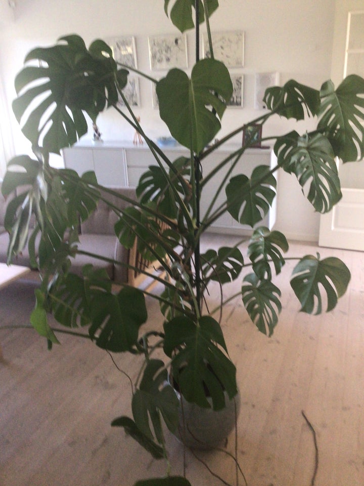 stueplante  Monstera ca 190cm høj