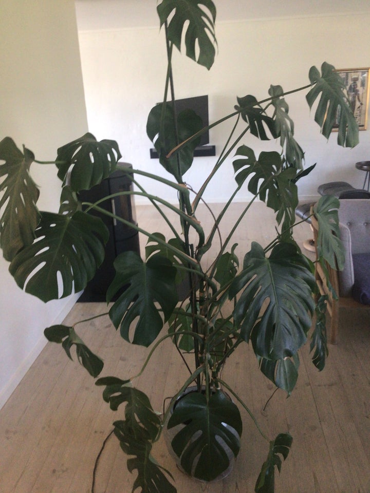 stueplante  Monstera ca 190cm høj