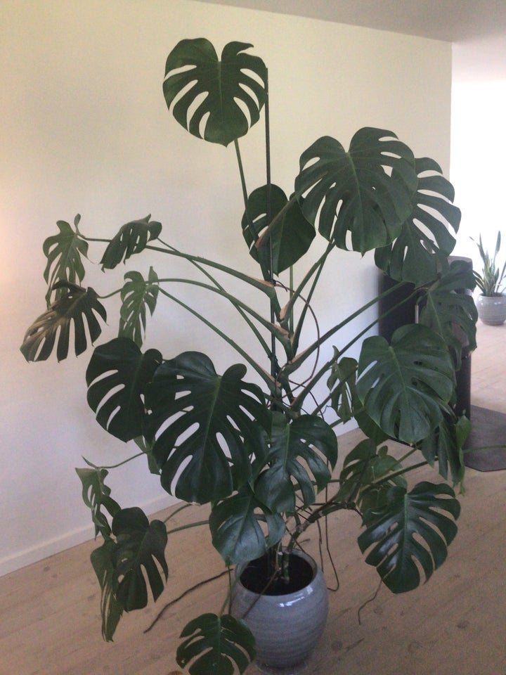 stueplante  Monstera ca 190cm høj