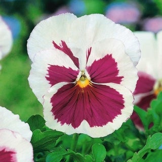 Stedmoder White and Pink, Viola x