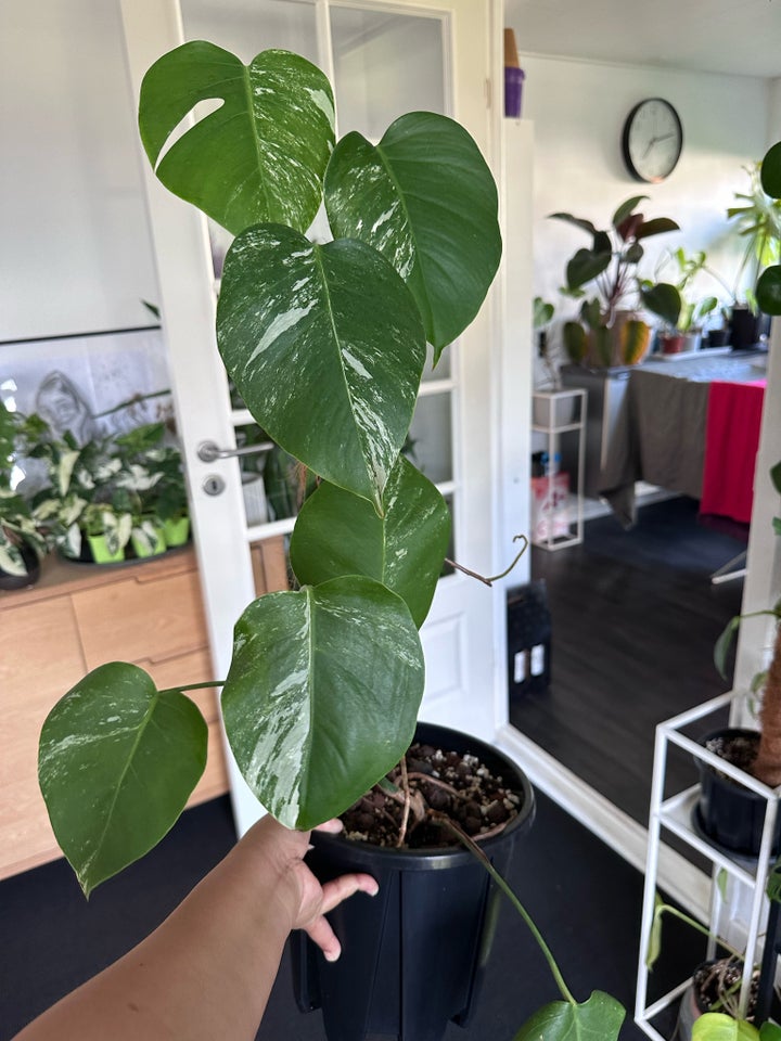 Monstera Albo Variegata