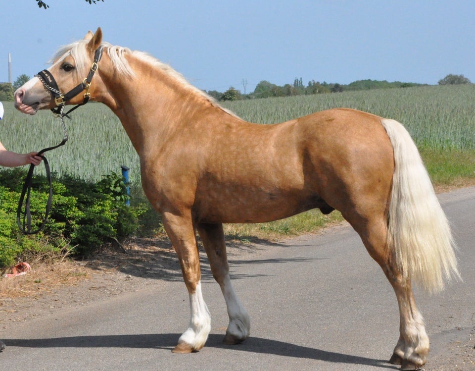 Welsh og Cob hingst 0 år