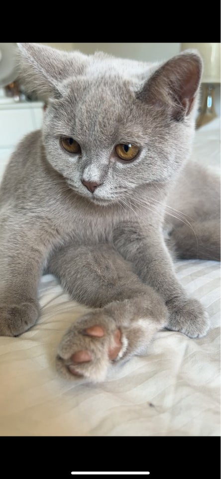 Hankilling British shorthair  5