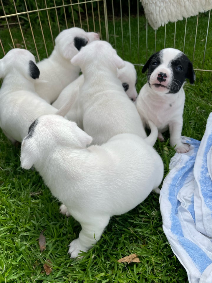 Jack Russell terrier hvalpe 5