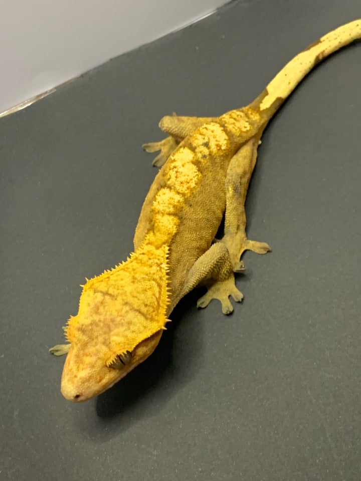 Gekko Kronegekko