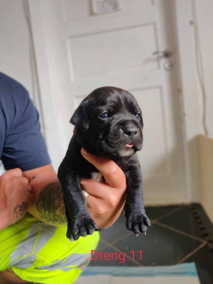 Cane Corso/ Old english Bulldog