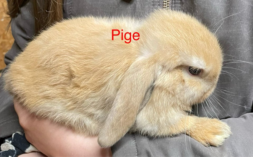 Kanin Mini lop 0 år