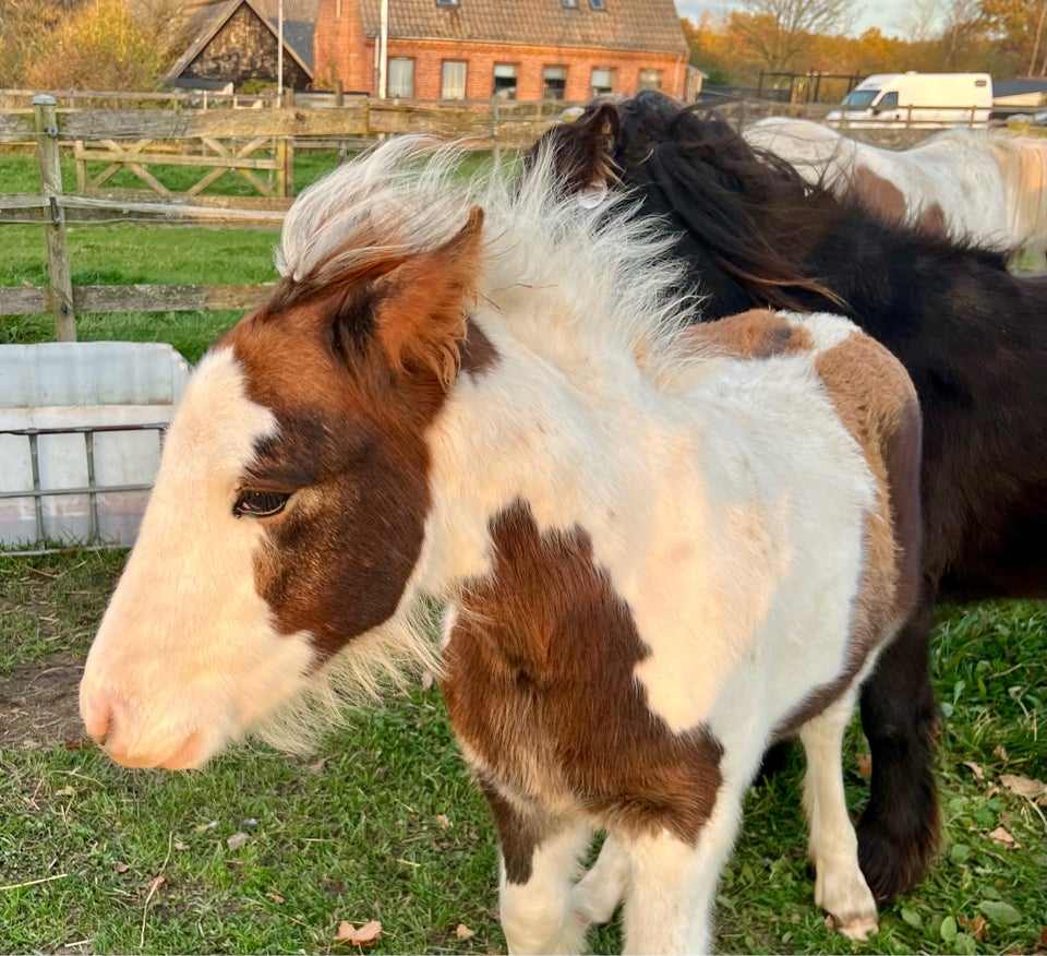 Irish Cob, hingst, 0 år