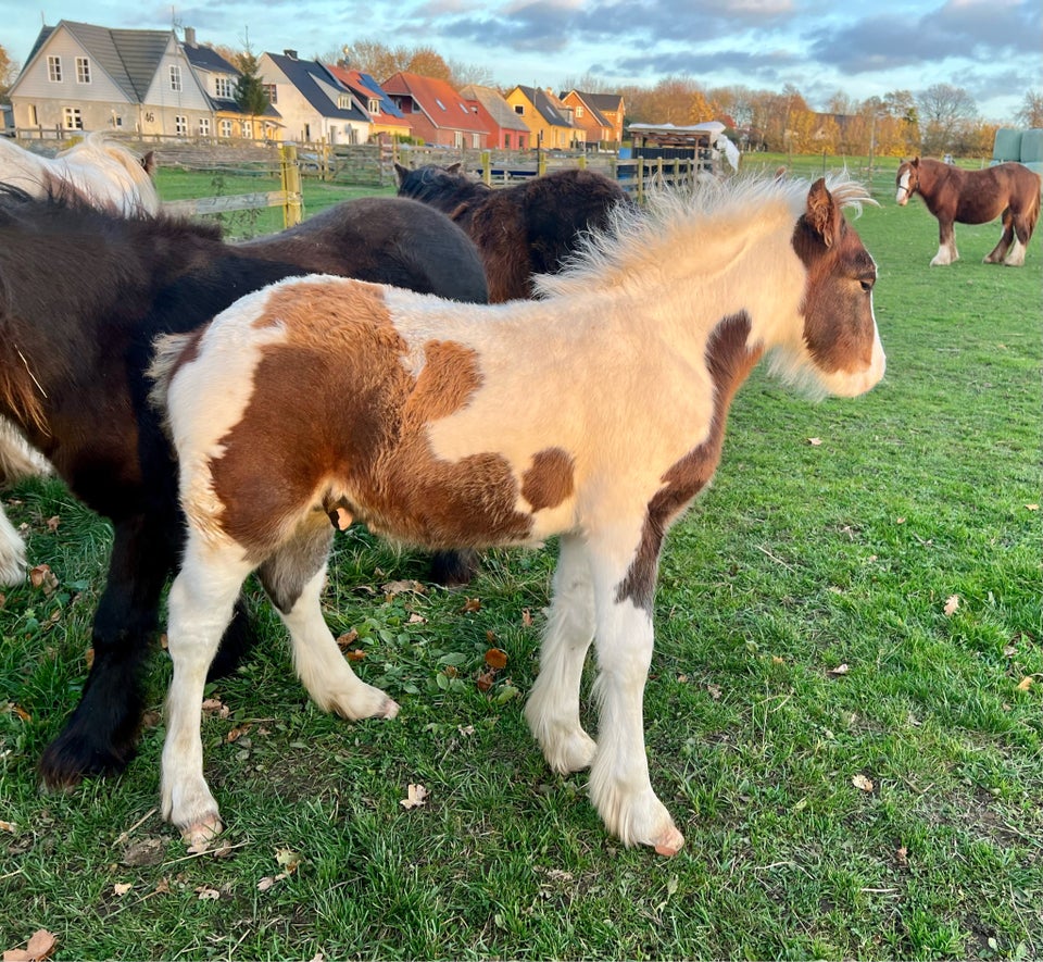 Irish Cob, hingst, 0 år