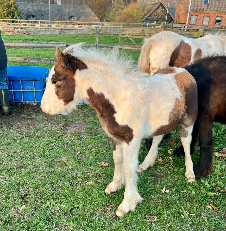 Irish Cob, hingst, 0 år