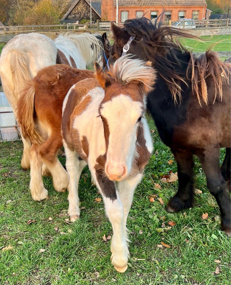 Irish Cob, hingst, 0 år