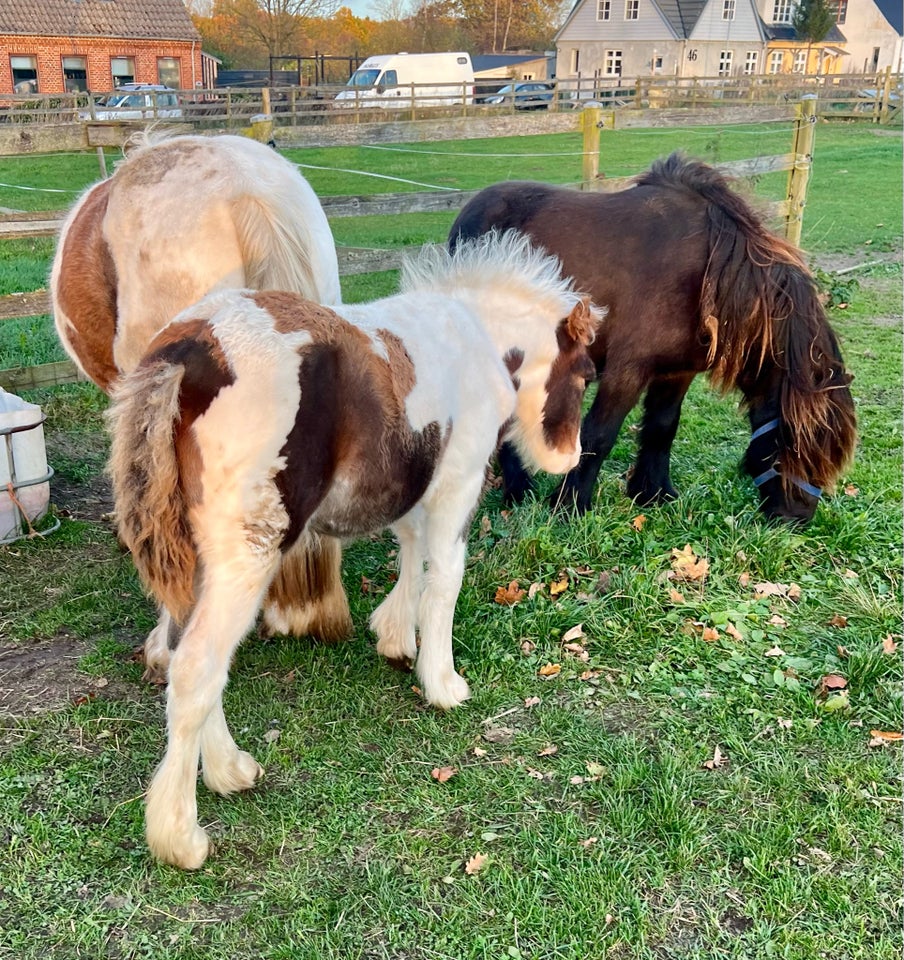 Irish Cob, hingst, 0 år