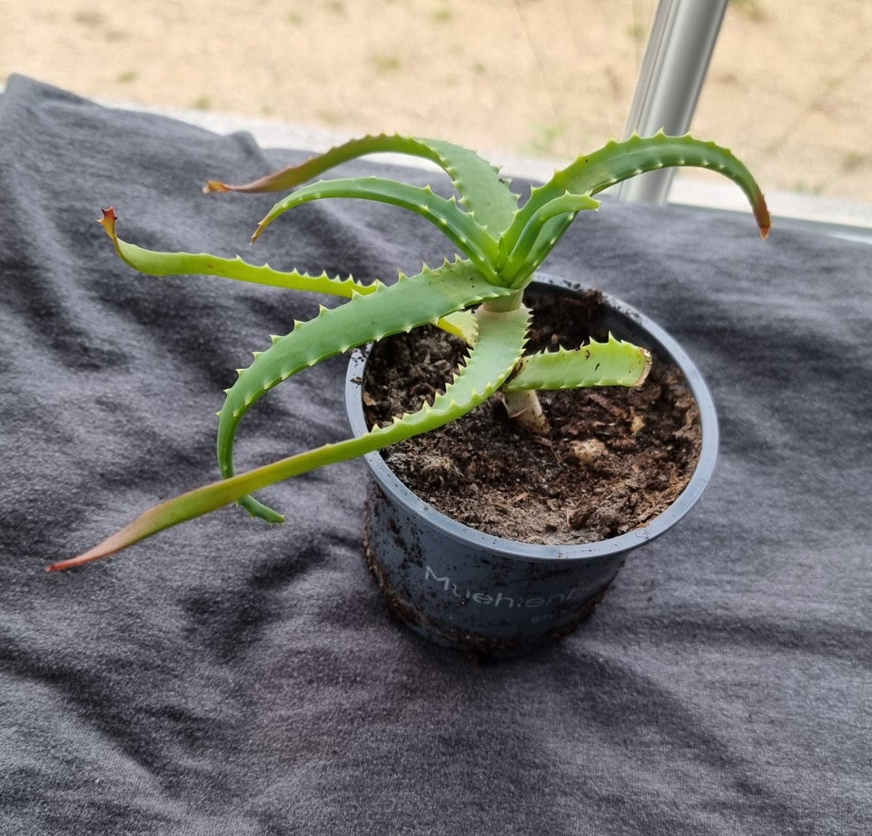 Aloe, Aloe arborescens